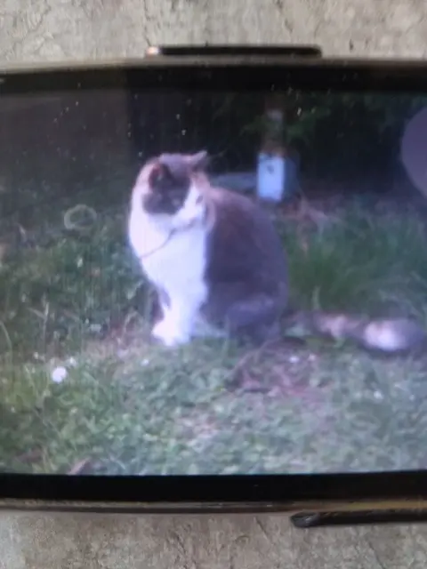 chatte lost   62141 Évin-Malmaison Pascale VIDAL
