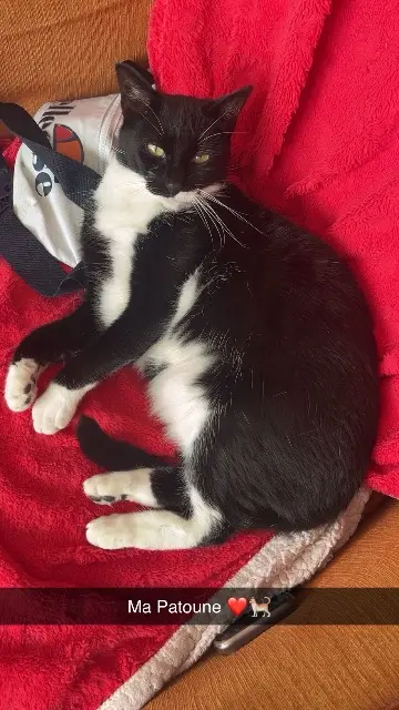 chatte lost   62380 Lumbres Patoune