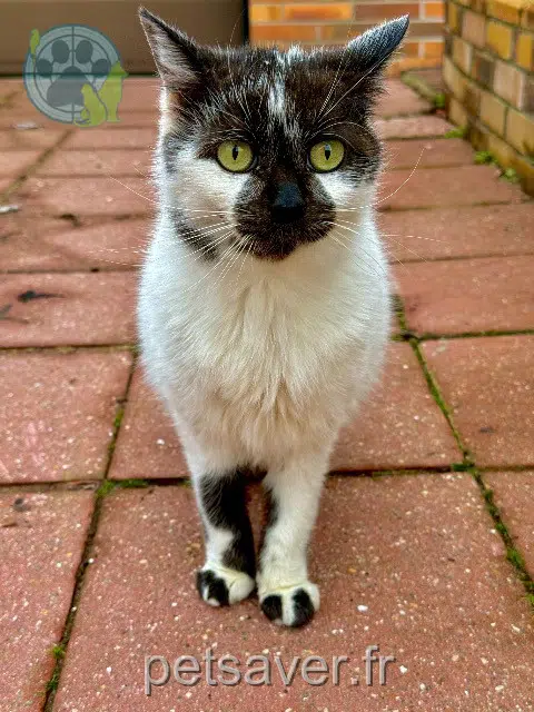 kat vermist 62223 Saint-Laurent-Blangy Pepite kat lost 62223 Saint-Laurent-Blangy Pepite