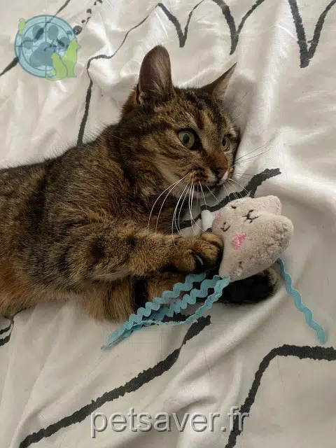 chatte lost   62153 Souchez Pipou