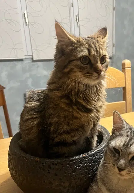 chatte lost   62136 Lestrem Romy