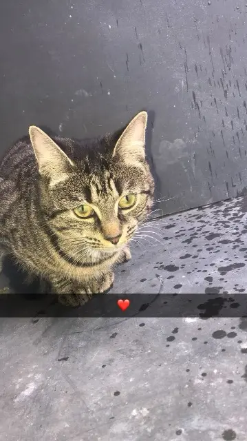 chatte lost   62158 Saulty Rose