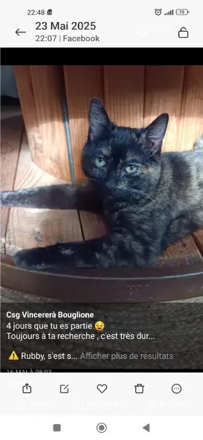 chatte lost   62100 Calais Rubby