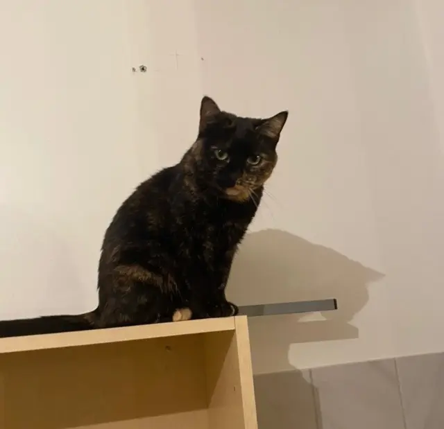 chatte lost   62780 Cucq Ruby