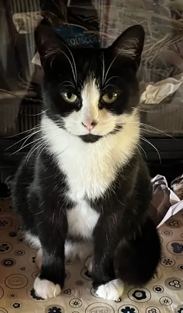chatte lost   62640 Montigny-en-Gohelle Ruby