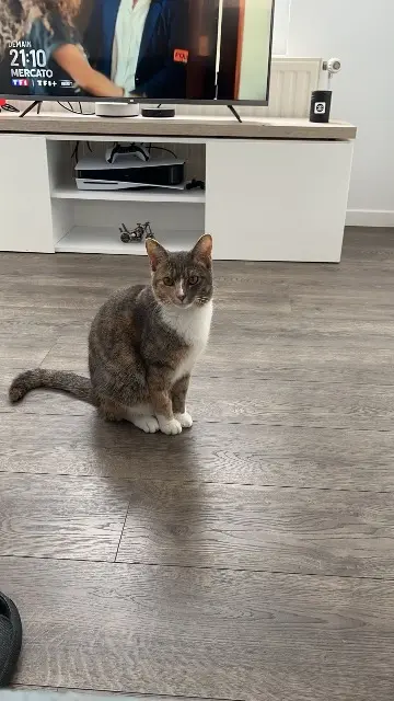chatte lost   62100 Calais Ruby