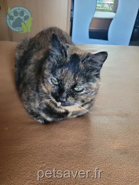 chatte lost   62210 Avion Rudzia