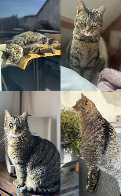 chatte lost   62129 Saint-Augustin LUNA