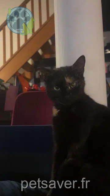 chatte lost   62161 Marœuil Salem