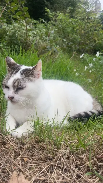 gata lost   62231 Sangatte Sally