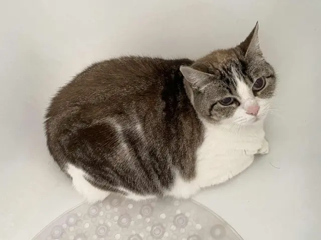 chatte lost   62290 Nœux-les-Mines Schaï