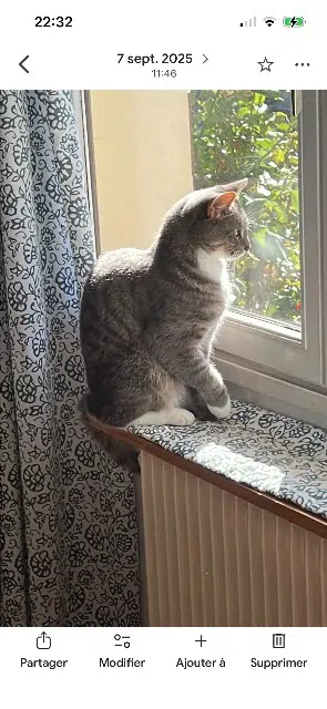 chatte lost   62480 Le Portel Sockette