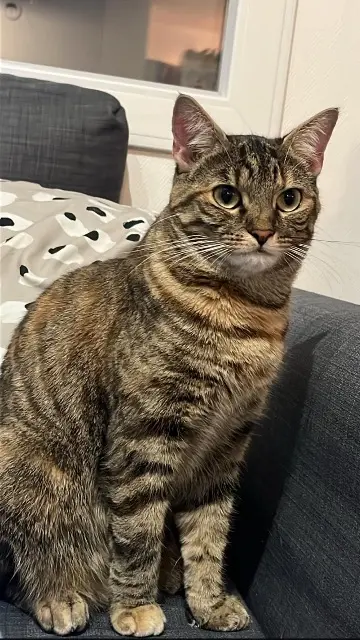 chatte lost   62790 Leforest Spookie