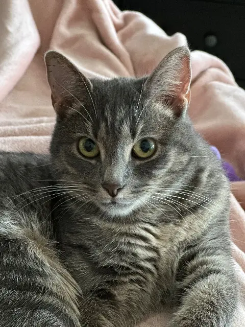 chatte lost   62150 Houdain Stella