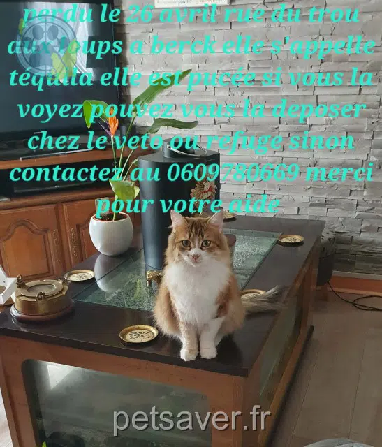 chatte lost   62600 Berck Tequila