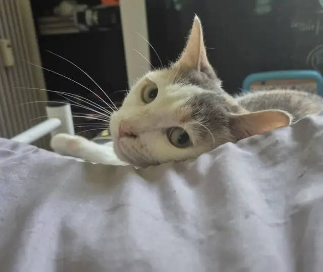 chatte lost   62230 Outreau Tesla