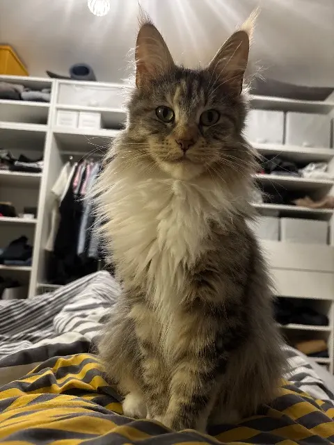 chatte lost   62620 Barlin Teynerisse