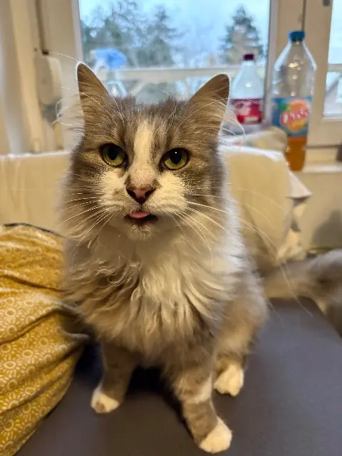 chatte lost   62670 Mazingarbe Thalya