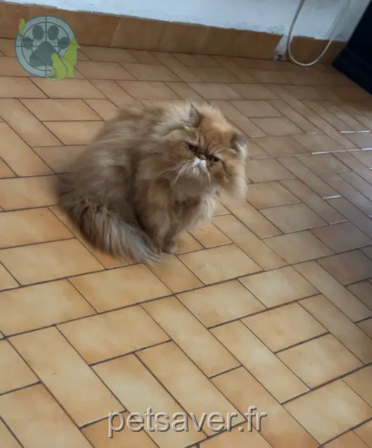 chatte lost   62290 Nœux-les-Mines Thelma