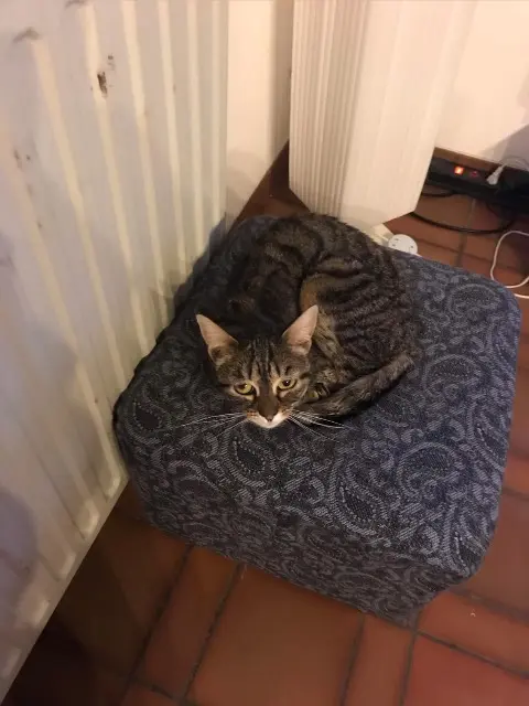 chatte lost   62380 Coulomby Ti cha