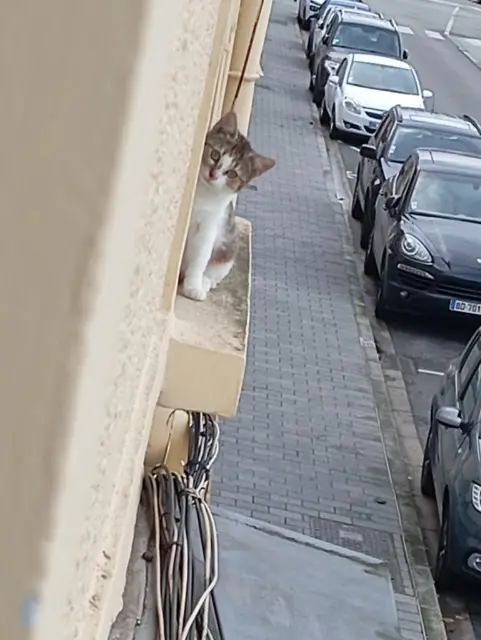 chatte lost   62800 Liévin Tigresse