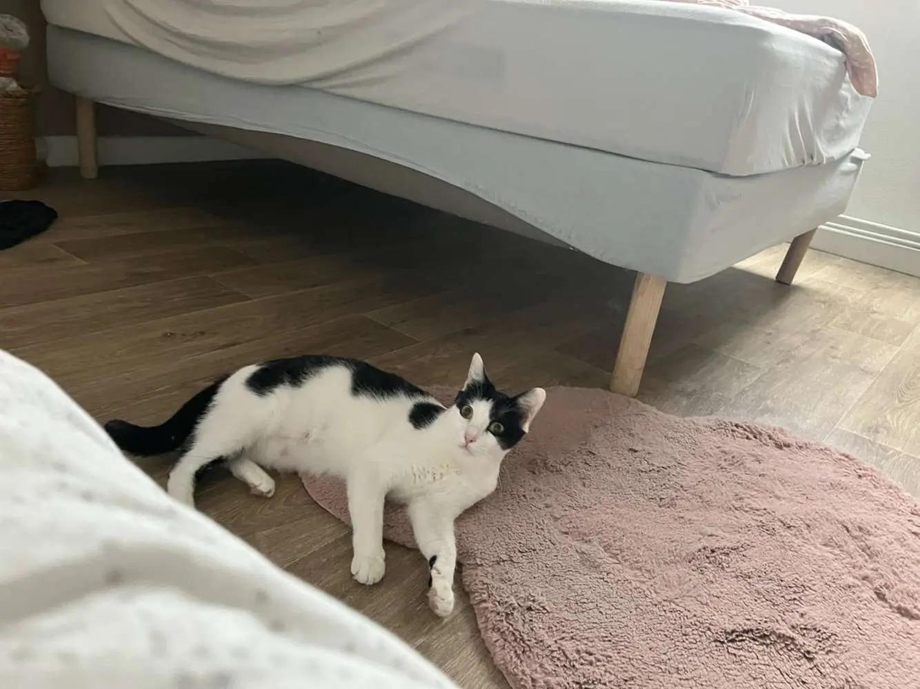 Chatte Perdue 62 Pas-de-Calais - Tika Chatte Perdue 62 Pas-de-Calais - Tika