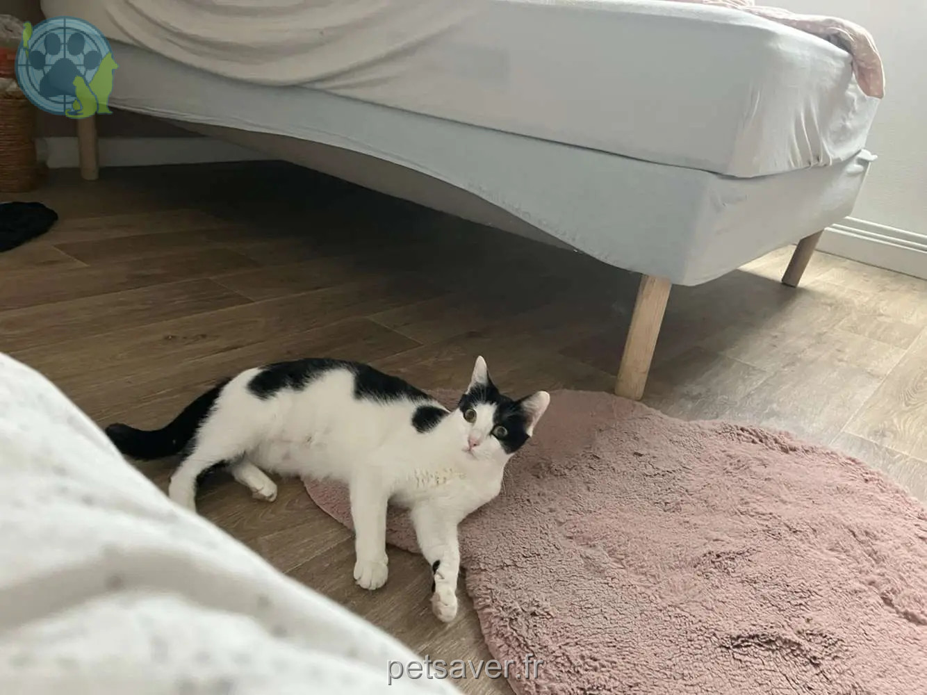 Chatte Perdue 62 Pas-de-Calais - Tika Chatte Perdue 62 Pas-de-Calais - Tika