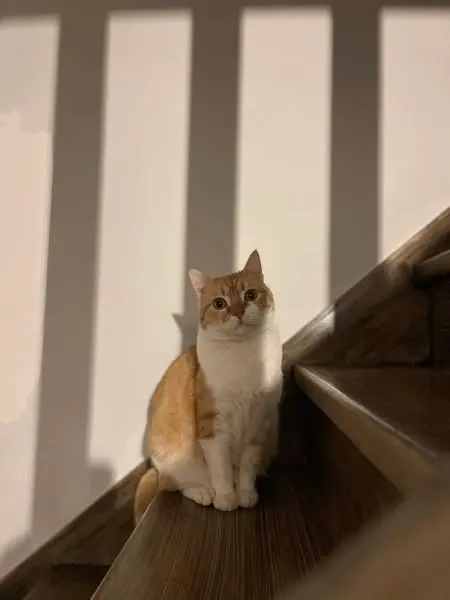 chatte lost   62113 Labourse Topaze