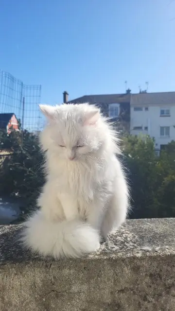 chatte lost   62600 Berck Trixx