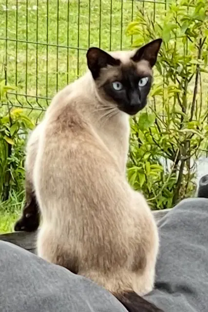chatte lost   62890 Muncq-Nieurlet Ubi