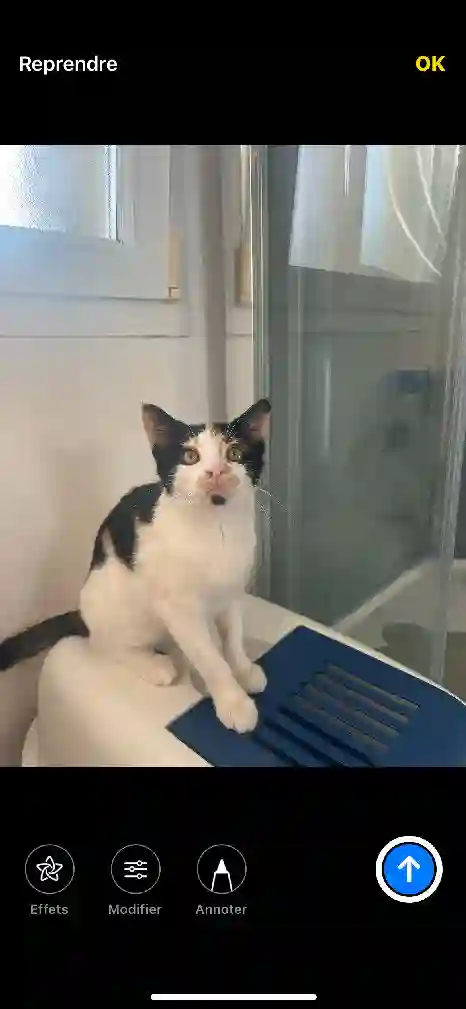 Chatte Perdue 62 Pas-de-Calais - Uma Chatte Perdue 62 Pas-de-Calais - Uma