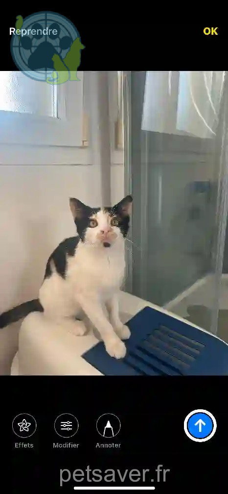 Chatte Perdue 62 Pas-de-Calais - Uma Chatte Perdue 62 Pas-de-Calais - Uma
