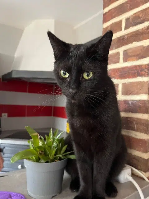 chatte lost   62220 Carvin Una