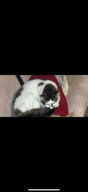 chatte lost   62113 Labourse Vachette
