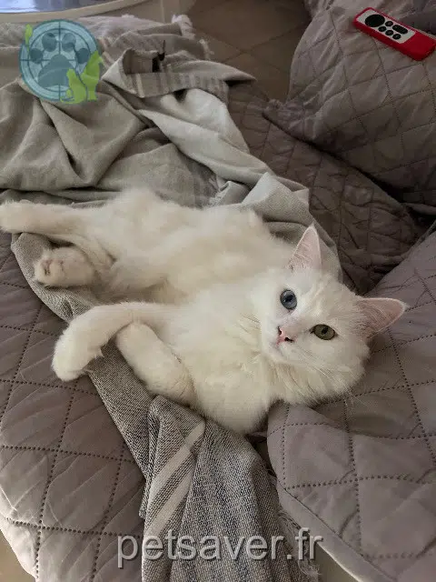 gata lost   62122 Lapugnoy Vanille