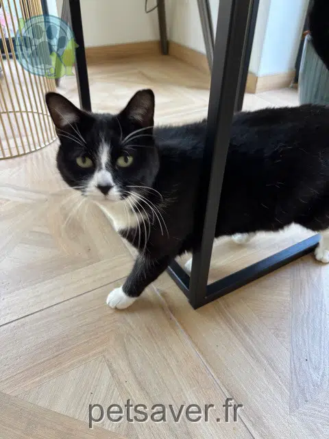 chatte lost   62119 Dourges Vicky