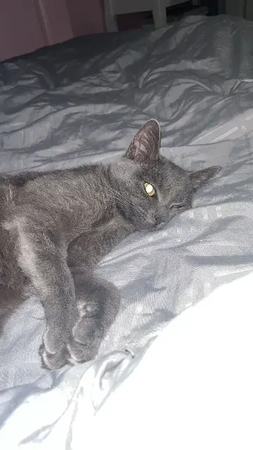 chatte lost   62500 Saint-Omer Violette