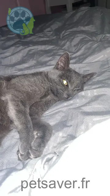 gata perdida 62500 Saint-Omer Violette gata lost 62500 Saint-Omer Violette