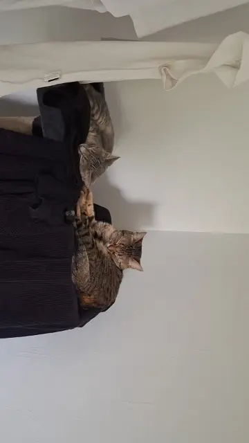 chatte lost   62850 Alquines Violette