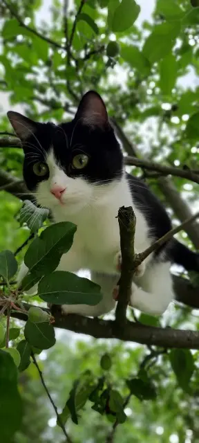 chatte lost   62110 Hénin-Beaumont Vitamine