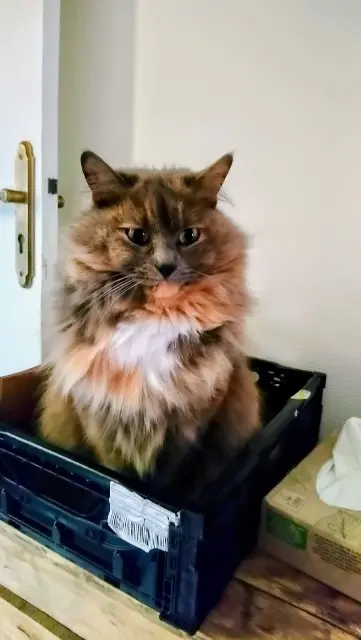 chatte lost   62223 Saint-Laurent-Blangy Wicket