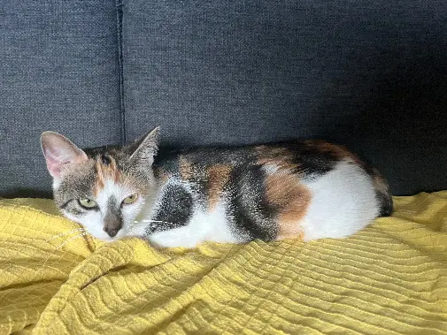 Chatte Perdue 62 Pas-de-Calais - Winette Chatte Perdue 62 Pas-de-Calais - Winette