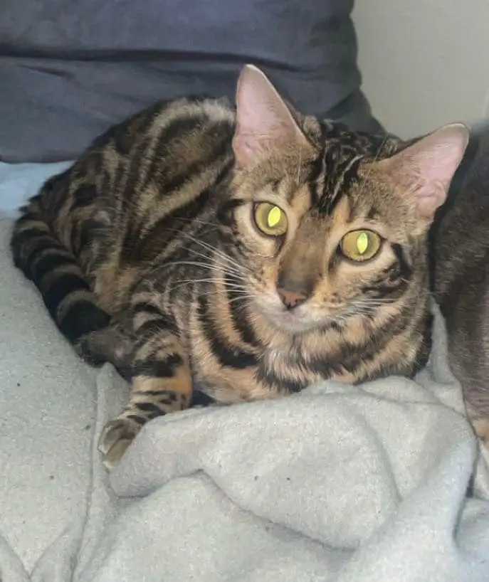 Chatte Perdue 62 Pas-de-Calais - Xena Chatte Perdue 62 Pas-de-Calais - Xena