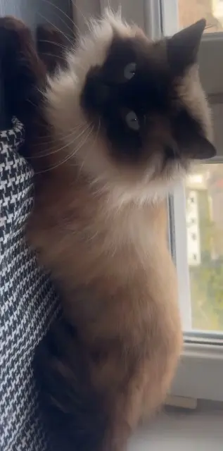 chatte lost   62218 Loison-sous-Lens Yara