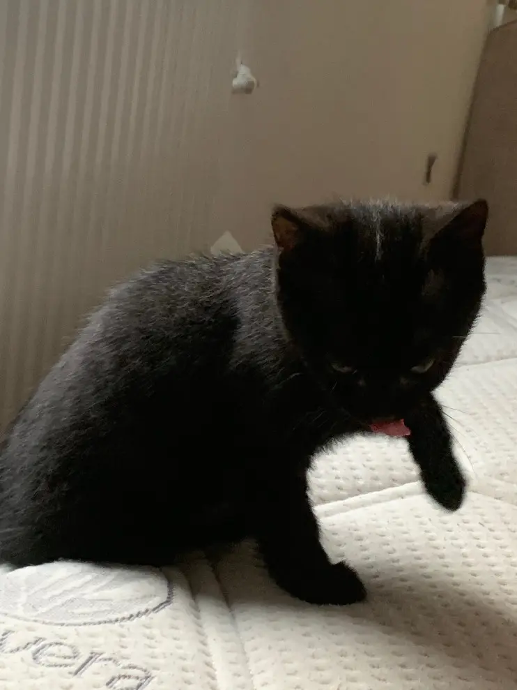 Chatte Perdue 62 Pas-de-Calais - Yuka Chatte Perdue 62 Pas-de-Calais - Yuka