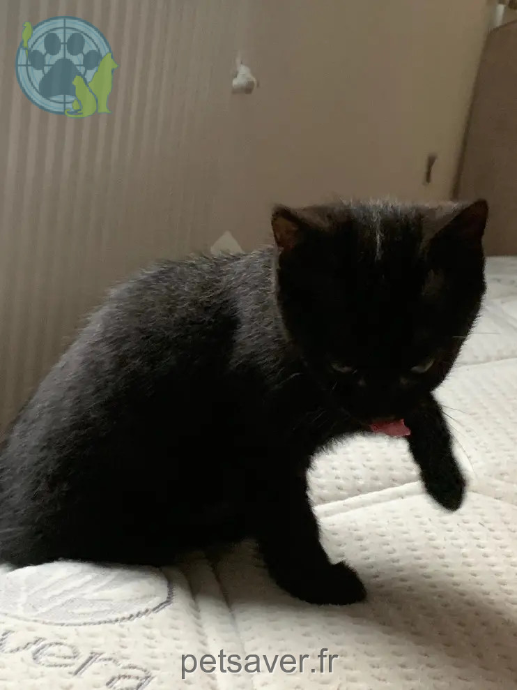 Chatte Perdue 62 Pas-de-Calais - Yuka Chatte Perdue 62 Pas-de-Calais - Yuka