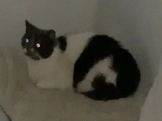 chatte lost   62880 Annay Yüka