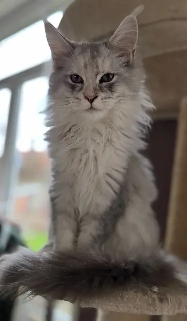chatte lost   62129 Ecques Zara