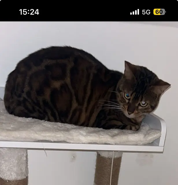 chatte lost   62124 Beugny Zara