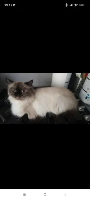 chatte lost   62217 Agny Zazou